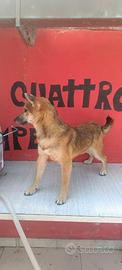 Shiba inu