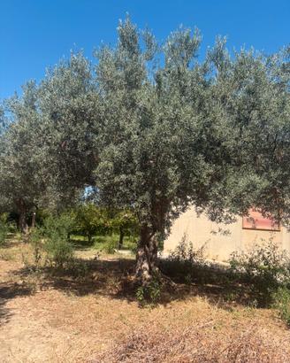 Piante d’ ulivo