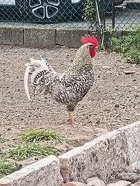 Gallo