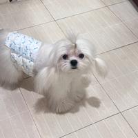 Maltese maschio disponibile