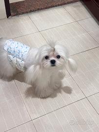 Maltese maschio disponibile