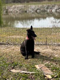 Cuccioli di malinois