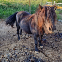 Pony femmina