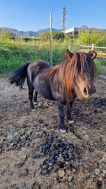 Pony femmina