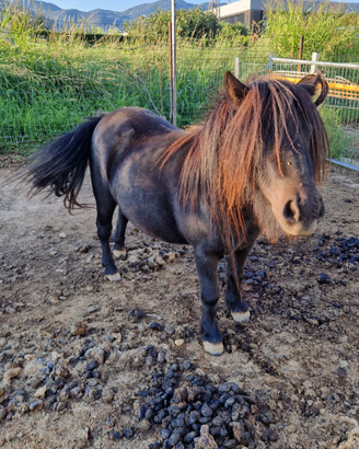 Pony femmina