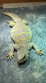 Uromastyx Ornata Gruppo 1.3