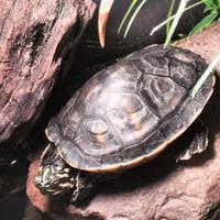 Tartaruga pseudemis nelsoni