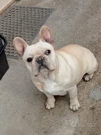 Bulldog Francese