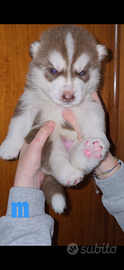 Siberian Husky
