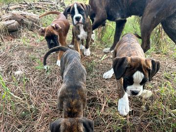 Boxer
