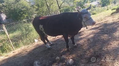 Vacca valdostana