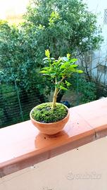 Mini bonsai mirtillo 