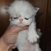 Gatto persiano maschio.seal point 2