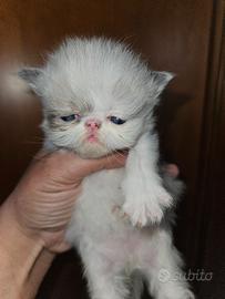 Gatto persiano maschio.seal point 2