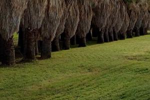 A f f i t t a s i TERRENO per attività di parco av