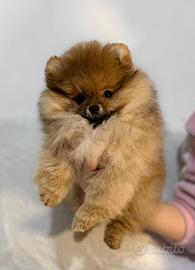 Spitz pomerania