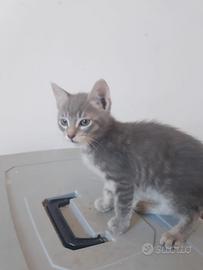 Clara gattina 2 mesi