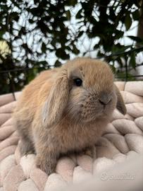 Coniglio Ariete nano