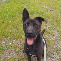 Pastore italiano mix labrador in adozione