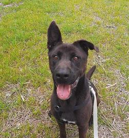 Pastore italiano mix labrador in adozione