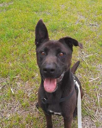 Pastore italiano mix labrador in adozione