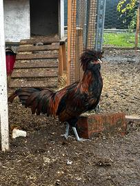 Galli padovani e livornesi