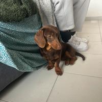 Bassotto cioccolato femmina