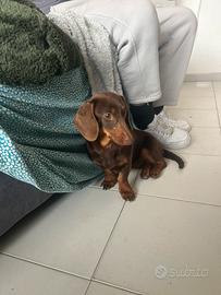 Bassotto cioccolato femmina