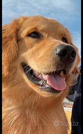 Golden retriver