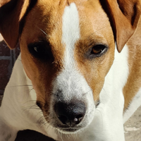 Jack Russell Per Monta