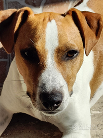Jack Russell Per Monta