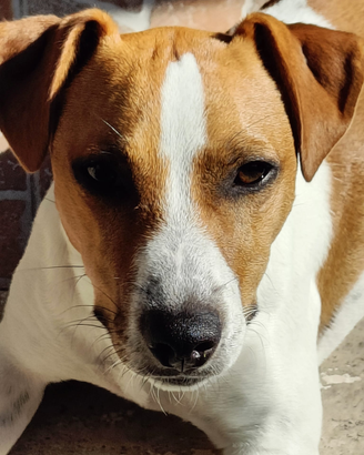 Jack Russell Per Monta