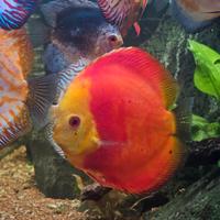 Discus