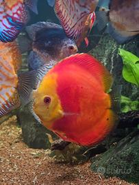 Discus