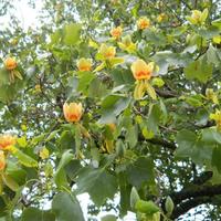 Albero dei Tulipani o Liriodendron Tulipifera