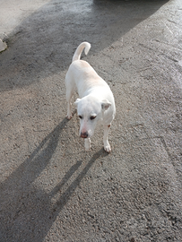 Seguggia maremmana abruzzese