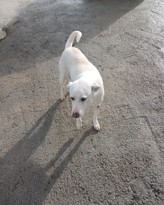 Seguggia maremmana abruzzese