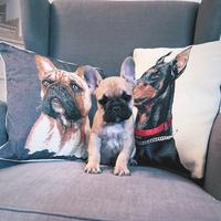 Cuccioli Bulldog francese