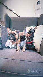 Cuccioli Bulldog francese