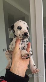 Cane dalmata particolare