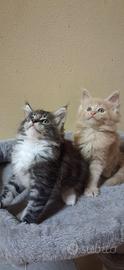 Maine coon cuccioli