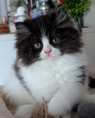 Gattino Persiano Bicolore
