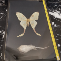 Farfalla tropicale compreso di bozzolo