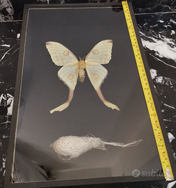 Farfalla tropicale compreso di bozzolo