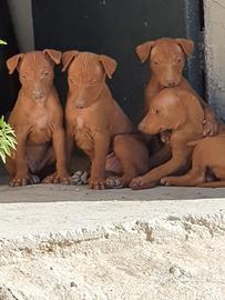 Cani da caccia