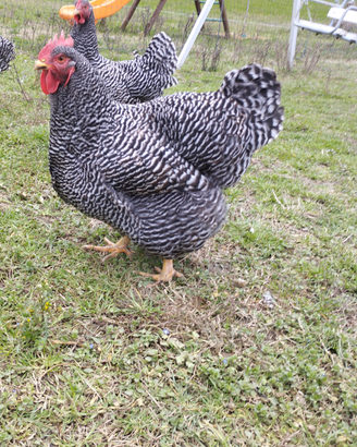Galline Ornamentali