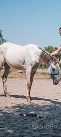 Puledra appaloosa