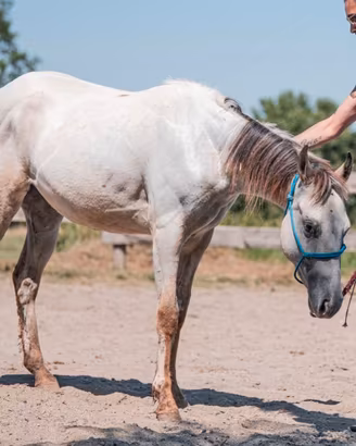 Puledra appaloosa