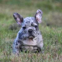 Cuccioli di bulldog francesi blu merle M e F