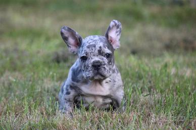 Cuccioli di bulldog francesi blu merle M e F